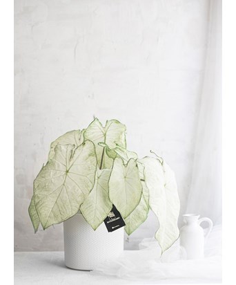 Caladium